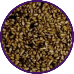 Imagem dos grãos do produto Brachiaria cv. MG-4